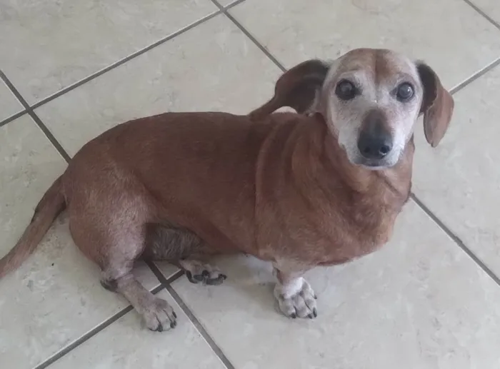 Cachorro ra a DACHSHUND  idade 6 ou mais anos nome CHICO