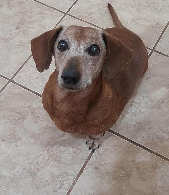 Cachorro ra a DACHSHUND  idade 6 ou mais anos nome CHICO