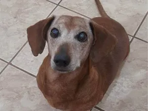 Cachorro raça DACHSHUND  idade 6 ou mais anos nome CHICO