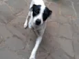 Axel