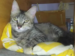 Gato raça SRD-ViraLata idade 1 ano nome AÇAÍ