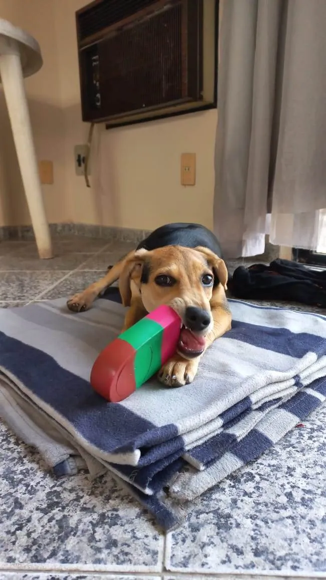 Cachorro ra a SRD-ViraLata idade 2 a 6 meses nome Lua