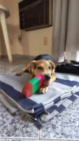 Lua