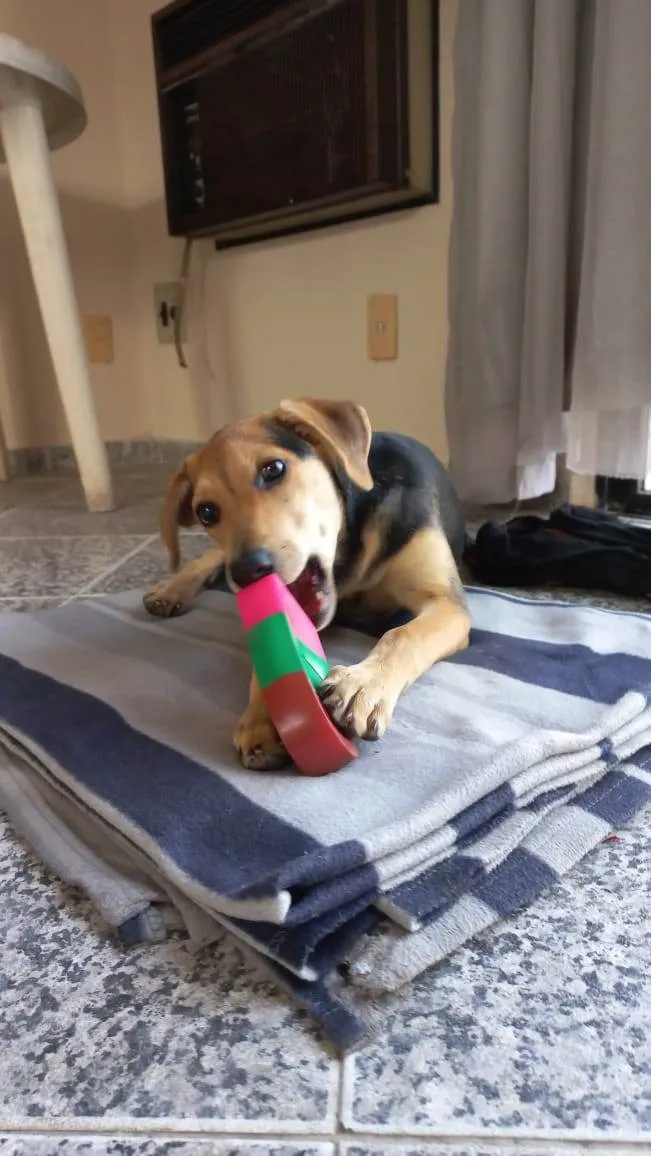 Cachorro ra a SRD-ViraLata idade 2 a 6 meses nome Lua