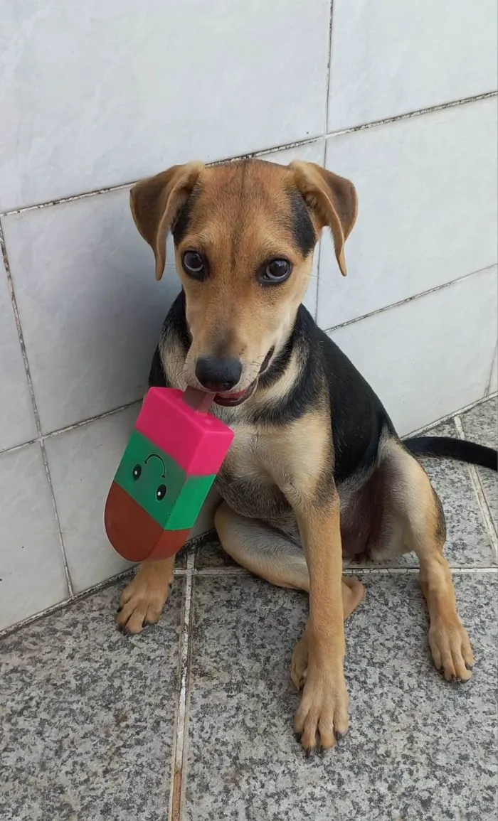 Cachorro ra a SRD-ViraLata idade 2 a 6 meses nome Lua