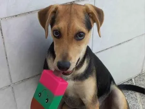 Cachorro raça SRD-ViraLata idade 2 a 6 meses nome Lua