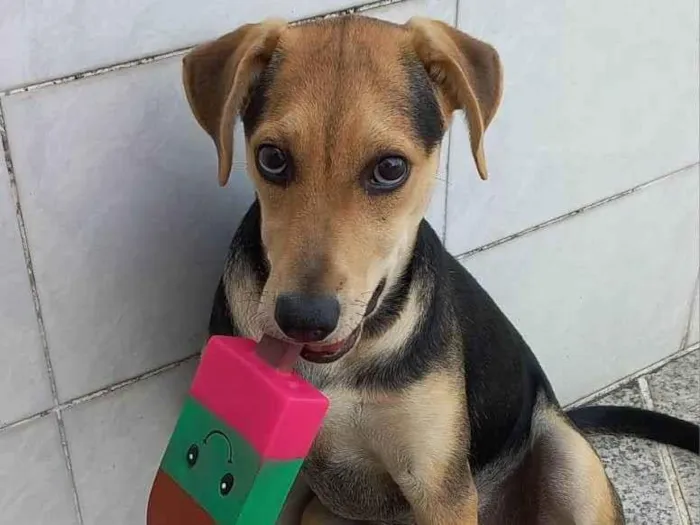 Cachorro ra a SRD-ViraLata idade 2 a 6 meses nome Lua