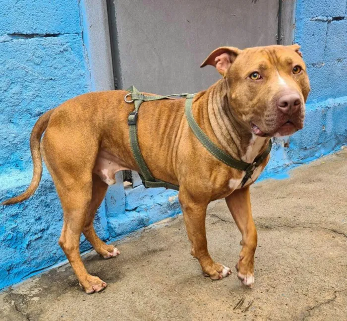 Cachorro ra a Pit Buul idade 2 anos nome Dourado