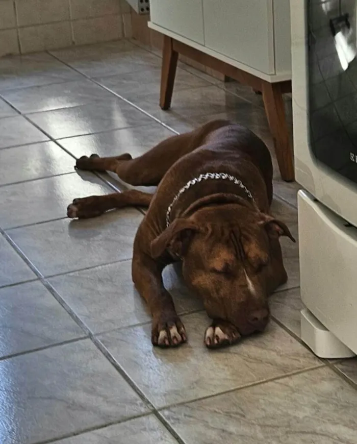 Cachorro ra a Pit Buul idade 2 anos nome Dourado