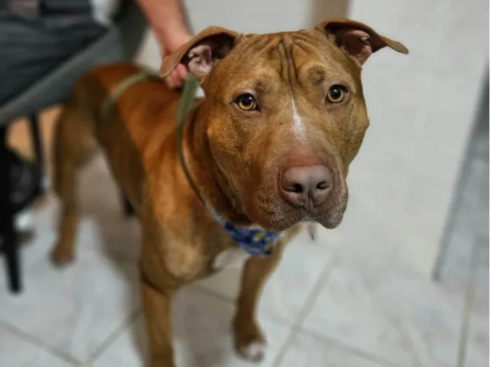 Cachorro ra a Pit Buul idade 2 anos nome Dourado