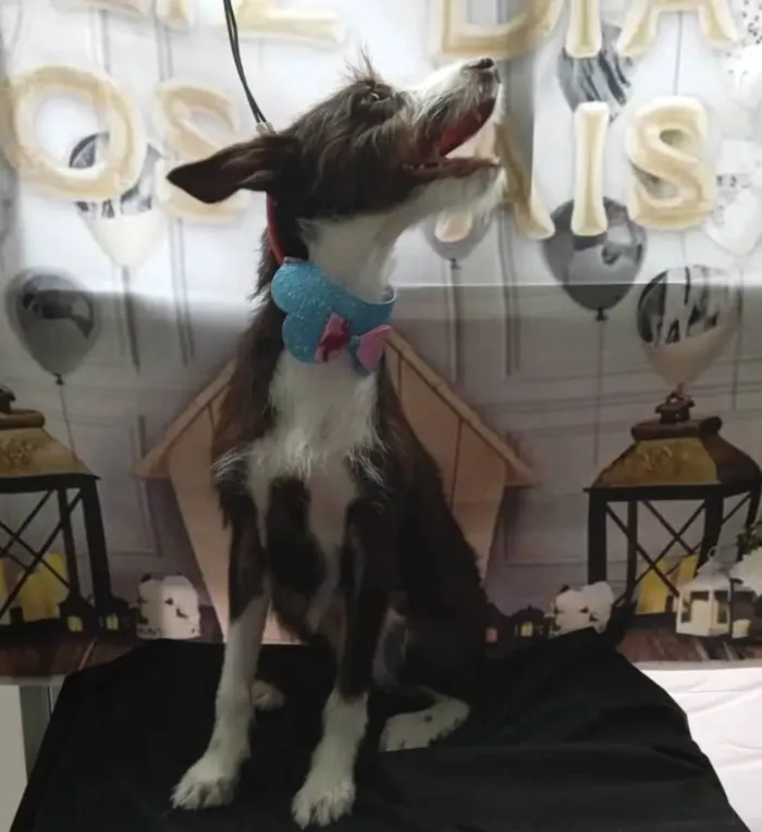 Cachorro ra a SRD-ViraLata idade 1 ano nome Ava