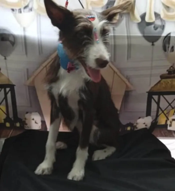 Cachorro ra a SRD-ViraLata idade 1 ano nome Ava