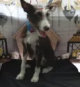 Ava
