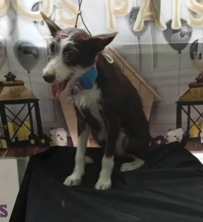 Cachorro ra a SRD-ViraLata idade 1 ano nome Ava
