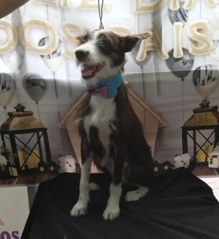 Cachorro ra a SRD-ViraLata idade 1 ano nome Ava