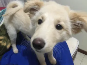 Cachorro raça Vira lata idade 2 a 6 meses nome Brisa
