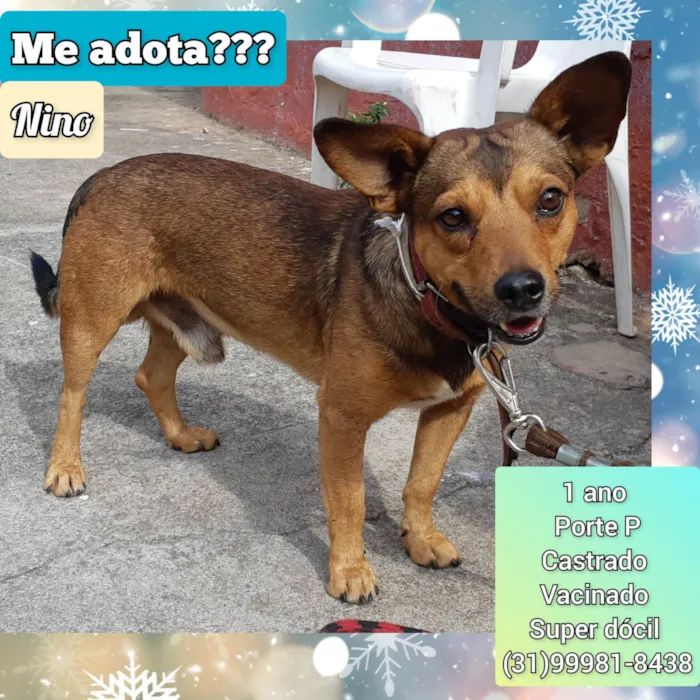 Cachorro ra a SRD-ViraLata idade 1 ano nome Nino