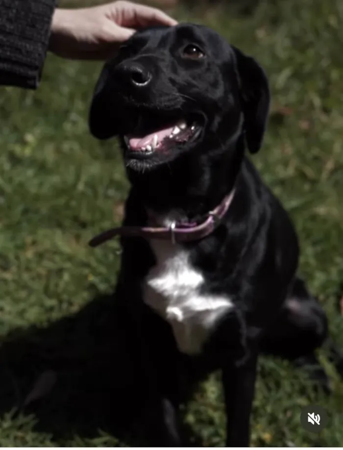 Cachorro ra a SRD-black idade 2 anos nome Dyego