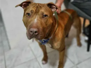 Cachorro raça Pit Buul idade 2 anos nome Dourado