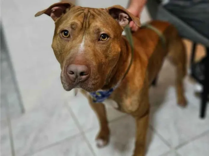 Cachorro ra a Pit Buul idade 2 anos nome Dourado