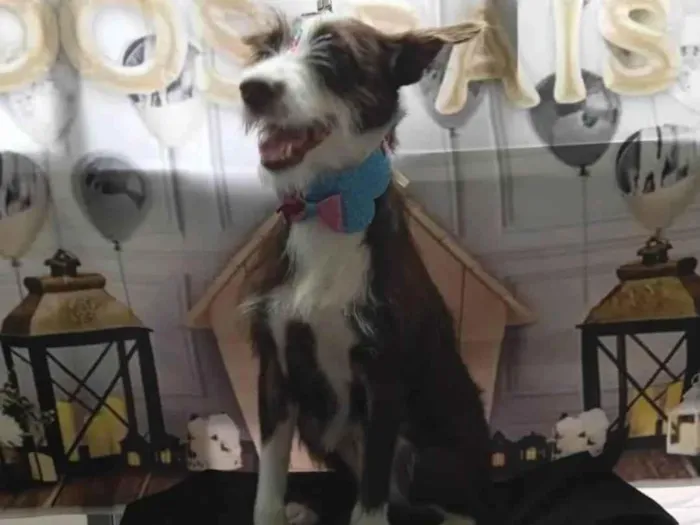 Cachorro ra a SRD-ViraLata idade 1 ano nome Ava