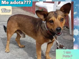 Cachorro raça SRD-ViraLata idade 1 ano nome Nino