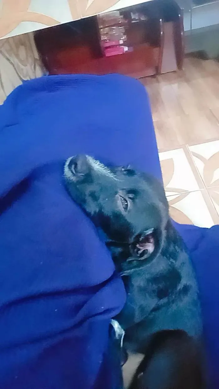 Cachorro ra a SRD-ViraLata idade 2 a 6 meses nome Skunk