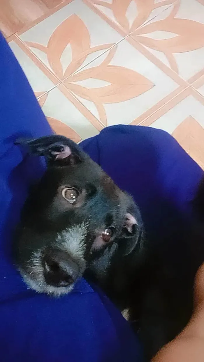 Cachorro ra a SRD-ViraLata idade 2 a 6 meses nome Skunk