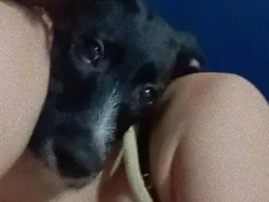 Cachorro raça SRD-ViraLata idade 2 a 6 meses nome Skunk