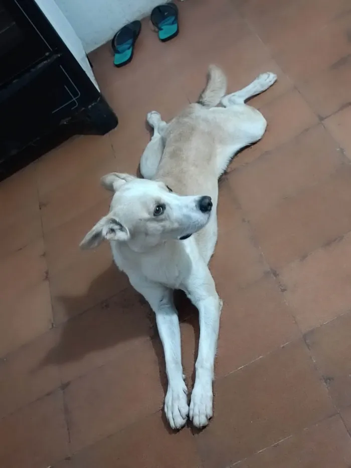 Cachorro ra a Indefinida  idade 3 anos nome Belame