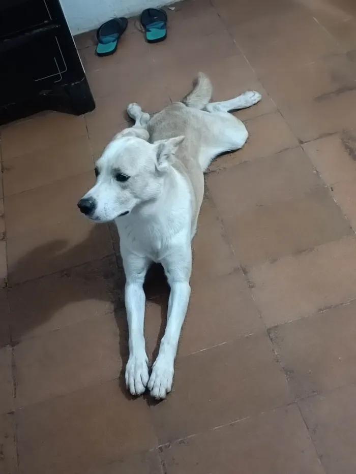 Cachorro ra a Indefinida  idade 3 anos nome Belame