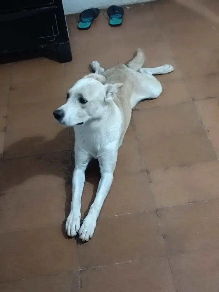 Cachorro ra a Indefinida  idade 3 anos nome Belame