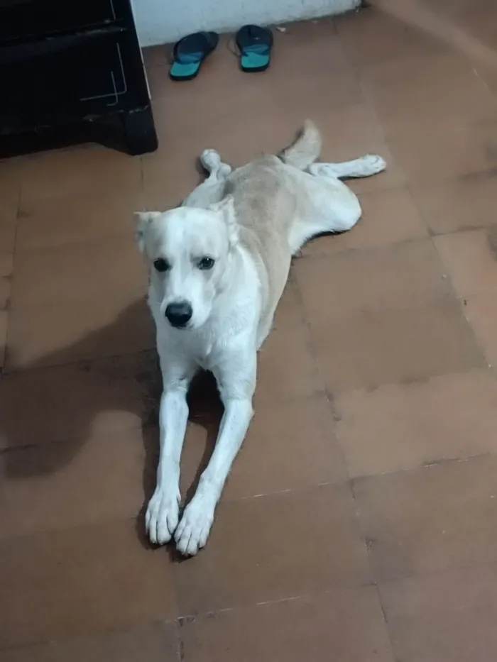 Cachorro ra a Indefinida  idade 3 anos nome Belame