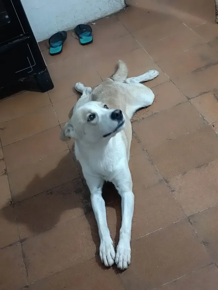 Cachorro ra a Indefinida  idade 3 anos nome Belame