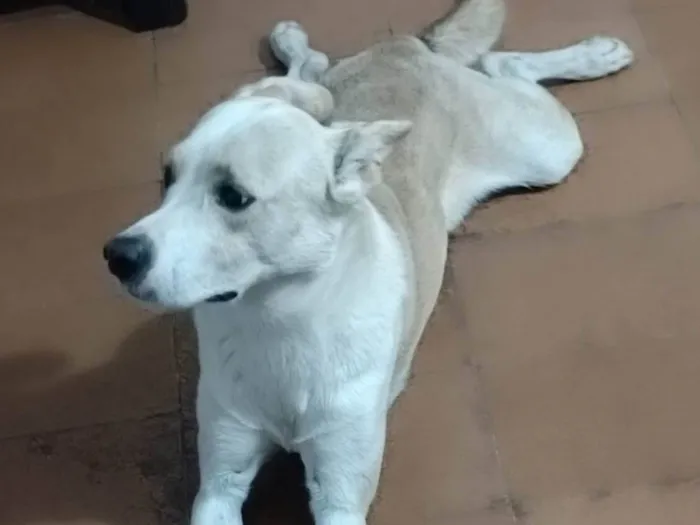 Cachorro ra a Indefinida  idade 3 anos nome Belame
