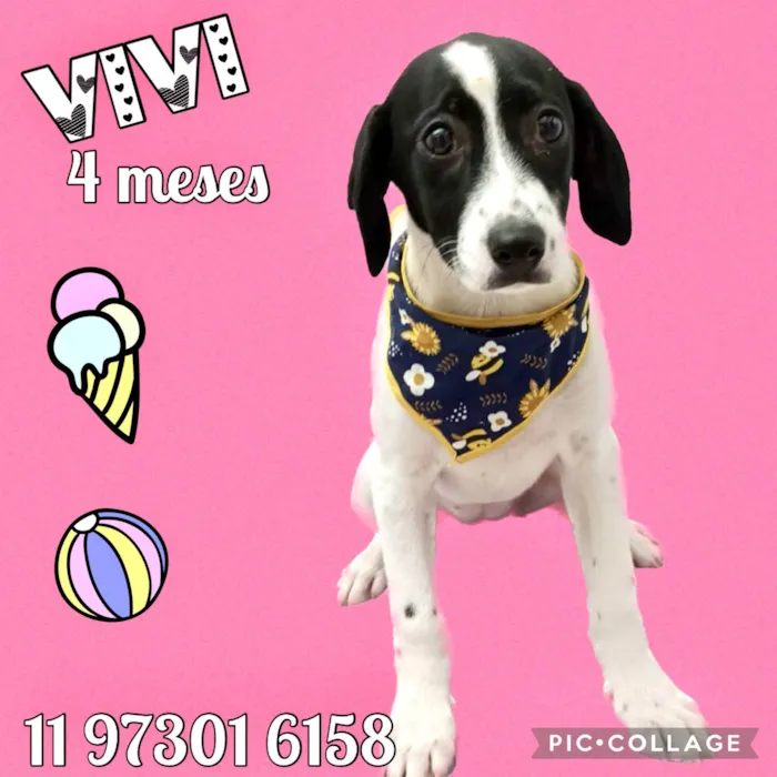 Cachorro ra a Srd idade 2 a 6 meses nome Vivi