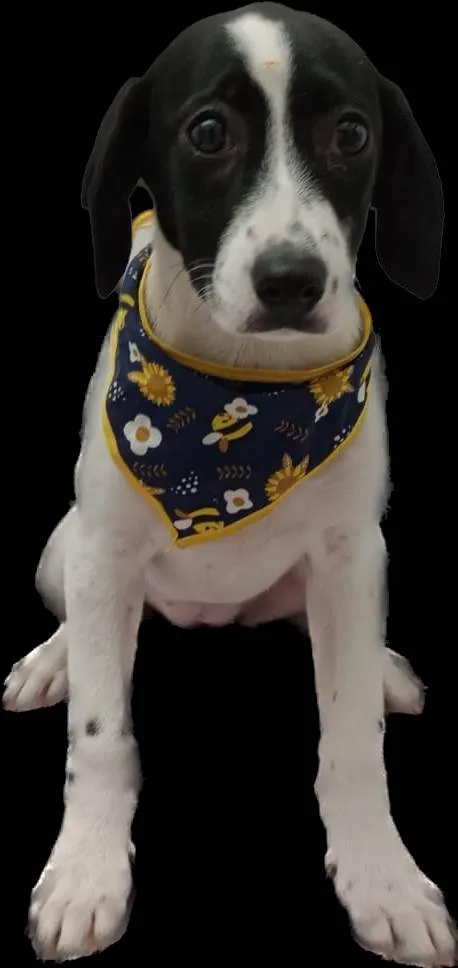 Cachorro ra a Srd idade 2 a 6 meses nome Vivi