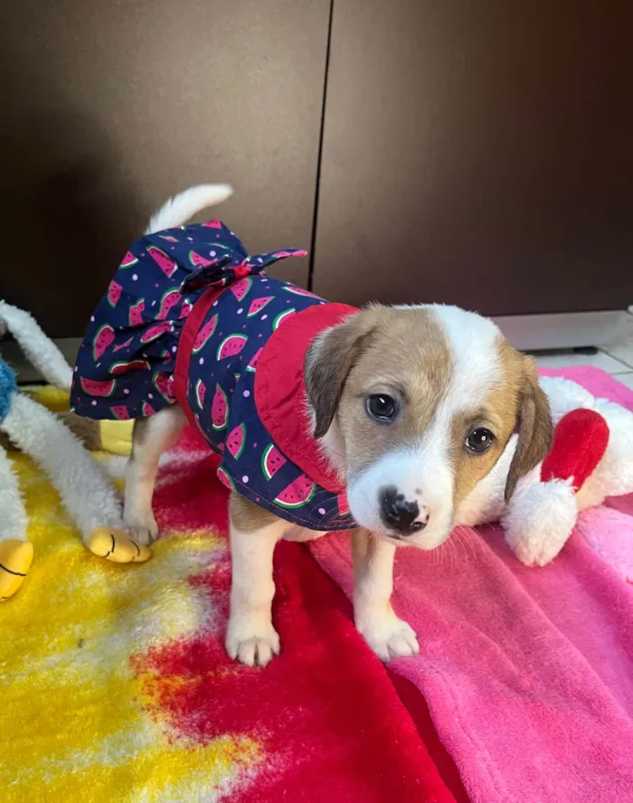 Cachorro ra a SRD-ViraLata idade Abaixo de 2 meses nome Dora