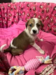 Dora