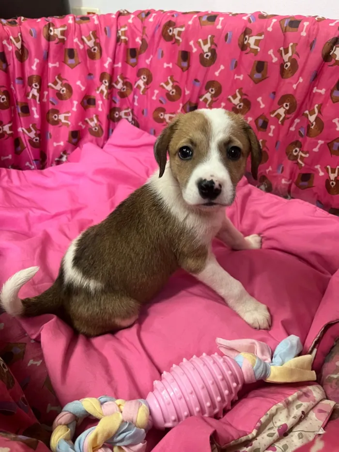 Cachorro ra a SRD-ViraLata idade Abaixo de 2 meses nome Dora