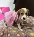 Dora