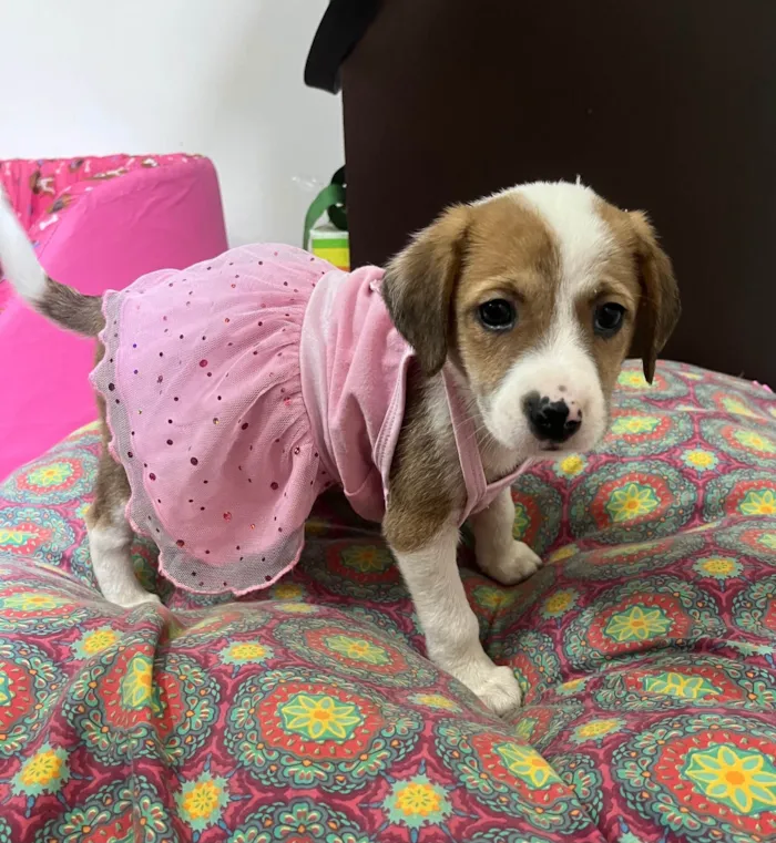 Cachorro ra a SRD-ViraLata idade Abaixo de 2 meses nome Dora