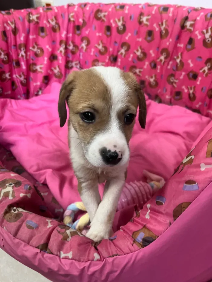 Cachorro ra a SRD-ViraLata idade Abaixo de 2 meses nome Dora