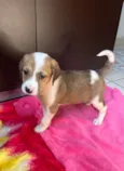 Dora
