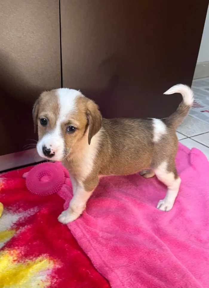 Cachorro ra a SRD-ViraLata idade Abaixo de 2 meses nome Dora
