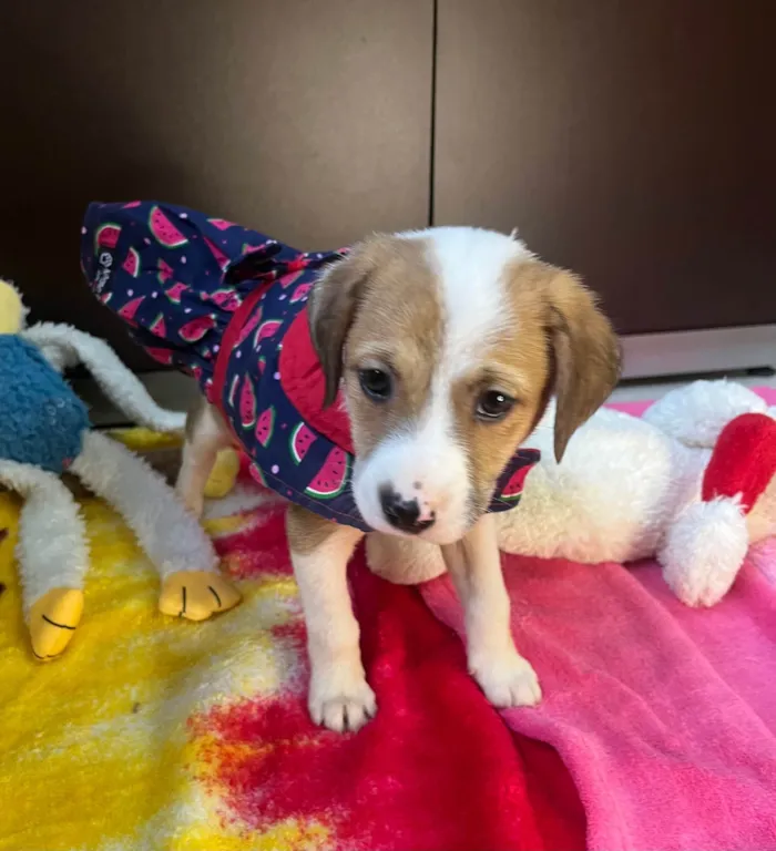 Cachorro ra a SRD-ViraLata idade Abaixo de 2 meses nome Dora