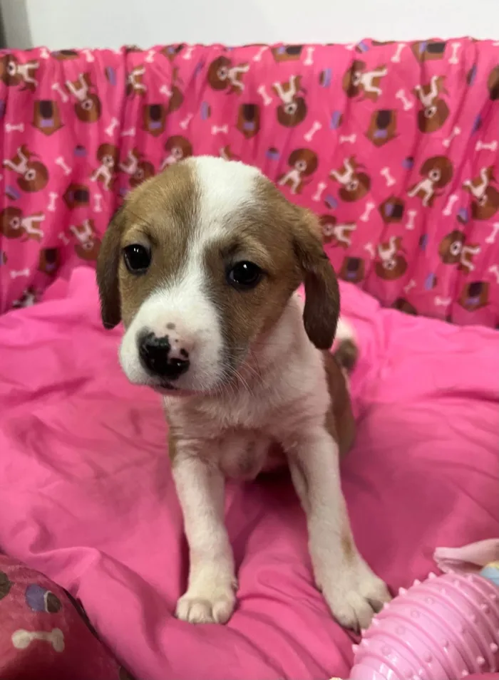 Cachorro ra a SRD-ViraLata idade Abaixo de 2 meses nome Dora