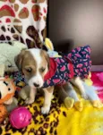 Dora