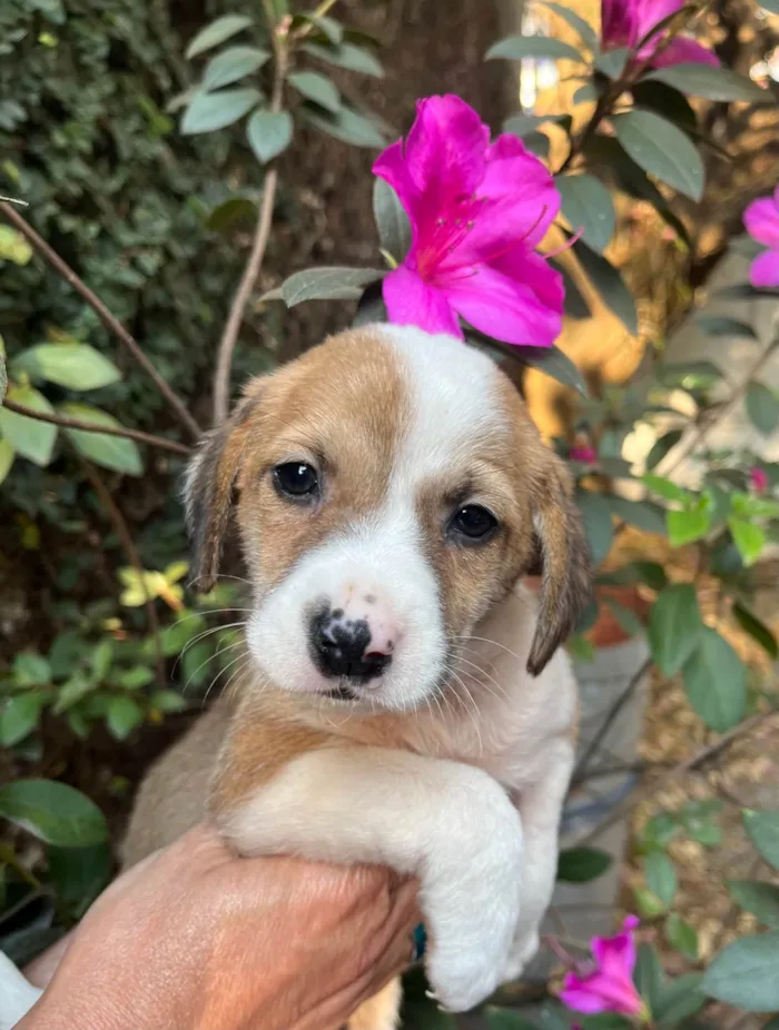 Cachorro ra a SRD-ViraLata idade Abaixo de 2 meses nome Dora