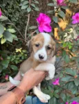 Dora